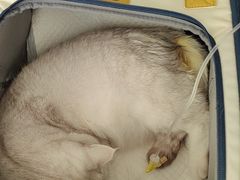 -美联众合动物医院·24h京西诊疗中心