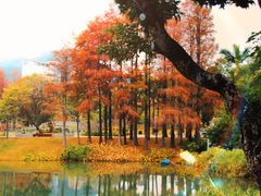 -四海公园(南山区)