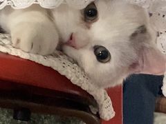 -瑞派宠物医院·犬猫全科·猫友好(宾水西道店)