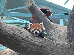 -石家庄市动物园