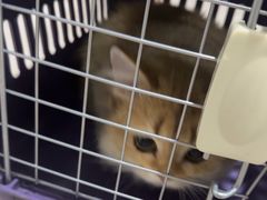 -佳雯宠物医院·皮肤科·内外科(春晓路分院)