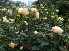 -人民公园(罗湖区)