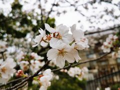 -高东镇樱花园