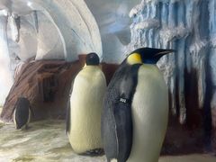 -海合安武汉极地海洋公园