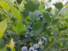 -金谷域澳洲庄园