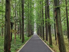 -东平国家森林公园