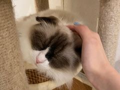 -喵喵咪呀布偶猫咖(春熙路店)
