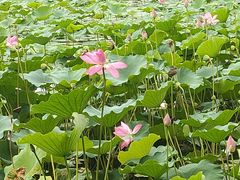 -望湖公园