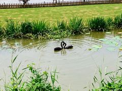 -荷兰花海