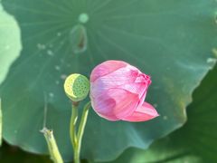 -野芷湖(地铁站)