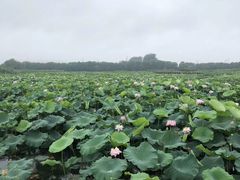 -荷塘月色湿地公园·向阳花洲