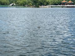 -长春市南湖公园