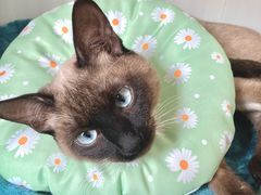 -关爱宠物医院·猫科中心·消化科(滨湖万达分院)