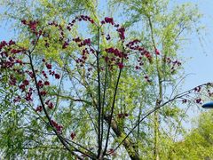 -南汇桃花村