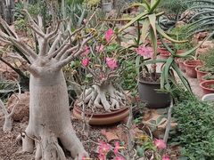 -国家植物园南园