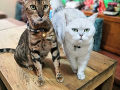 -李小姐の猫咖啡馆(五角场店)