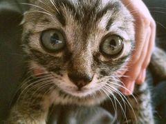 康旭宠物医院-康旭宠物医院(郑州总院)