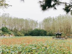 -合肥滨湖国家森林公园