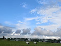 -盐城丹顶鹤湿地生态旅游区