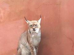 -青藏高原野生动物园