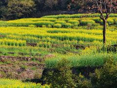 -桑洲油菜花景区
