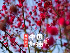 -香雪海