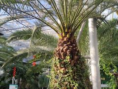 -北京植物园-展览温室