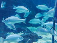 -烟台海昌鲸鲨海洋公园