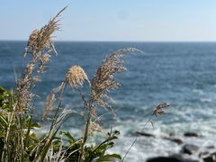 -广东惠东海龟国家级自然保护区