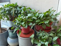 -漫咖啡 (CCPAPK店)