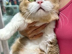 -青奢宠物·青奢猫舍