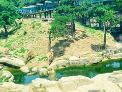 -大连森林动物园