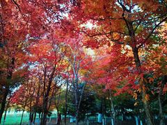 -长春世界雕塑园冰雪艺术天地