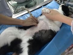 -纳吉亚猫专科动物诊疗中心(蒋宅口分院)
