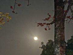 -侨美唐荔园·宴会厅(唐荔园食艺馆店)