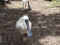 -费瑟代尔野生动物园