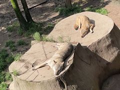 -哈尔滨北方森林动物园