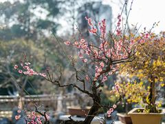 -南京古林公园