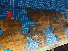 -西郊竹园甲鱼面(老一中店)