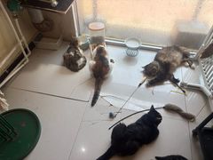 -平行世界·猫咖(首经贸店)