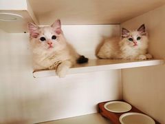 -东方名猫馆·英短金渐层布偶猫舍(环线广场1号楼店)