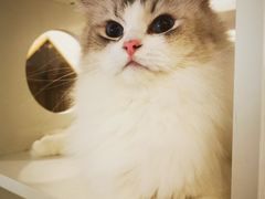 -猫域·湾主题猫咖·宠物吧(南坪城市广场店)