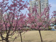 -新江湾城公园