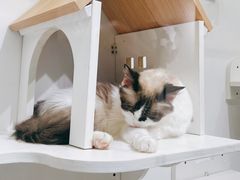-喵喵咪呀布偶猫咖(春熙路店)