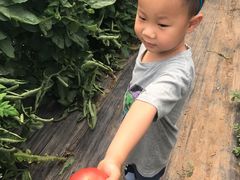-庞各庄翠芳园西瓜蔬菜基地采摘园