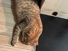 -艾贝尔宠物医院·24H转诊中心·肿瘤猫专科(江宁双龙店)