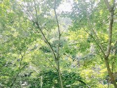 -素山寺森林公园