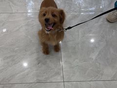 -安安宠医宠物医院·异宠·犬猫内科(岳阳分院)