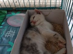 -家友宠物(莞城店)