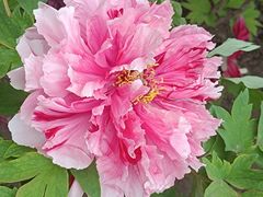 -莲花池公园